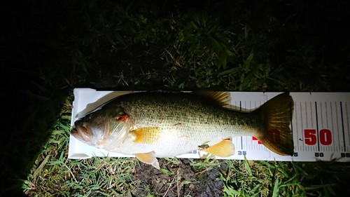 ブラックバスの釣果