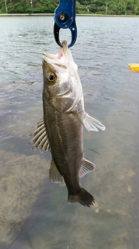 セイゴ（マルスズキ）の釣果