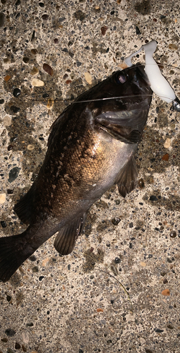 クロソイの釣果