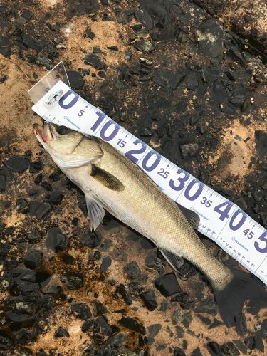 フッコ（マルスズキ）の釣果