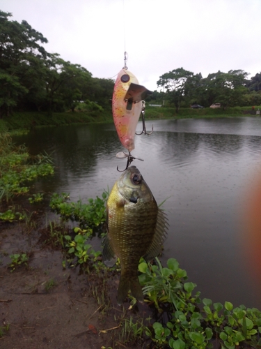 ブルーギルの釣果