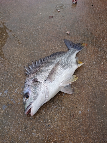 キビレの釣果