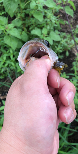 ブラックバスの釣果