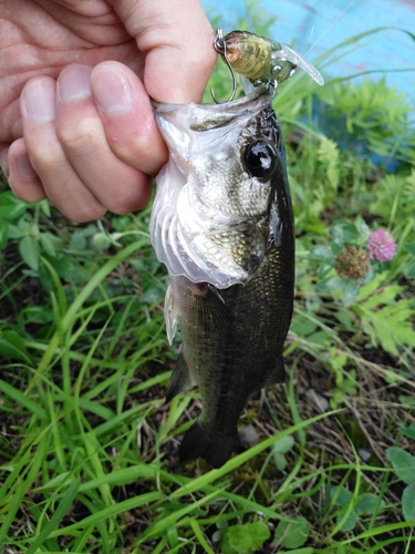 ラージマウスバスの釣果