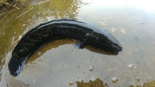 ライギョの釣果