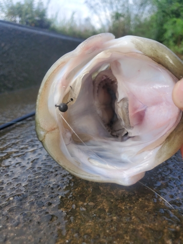 スズキの釣果