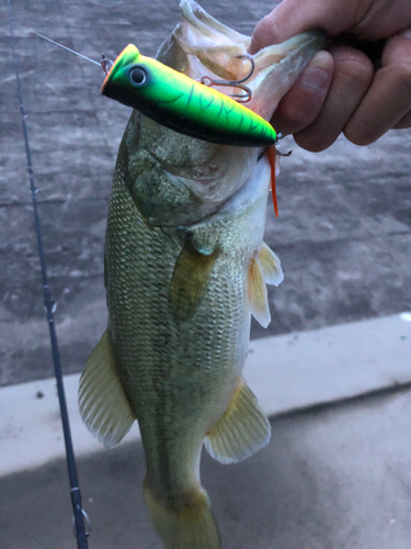 ブラックバスの釣果