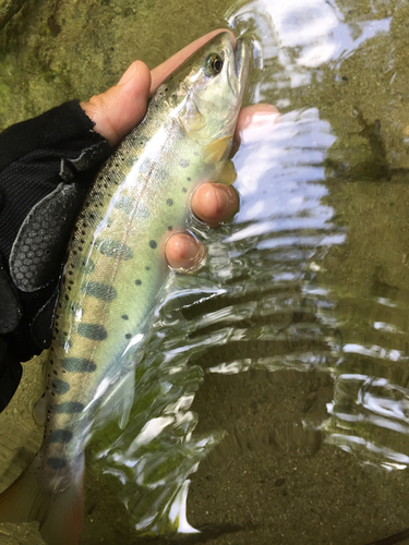 ヤマメの釣果