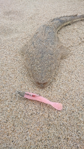 マゴチの釣果