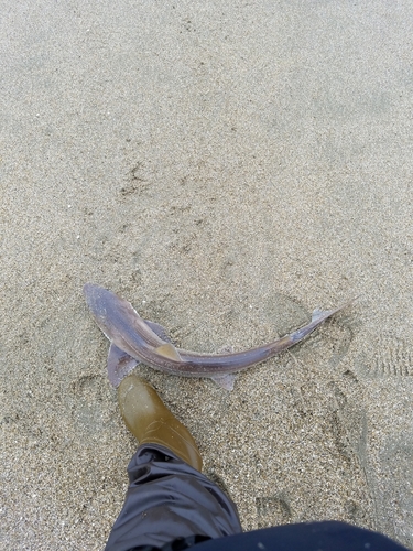 ホシザメの釣果