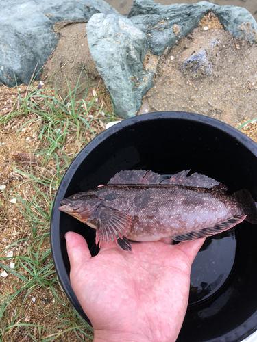 アイナメの釣果