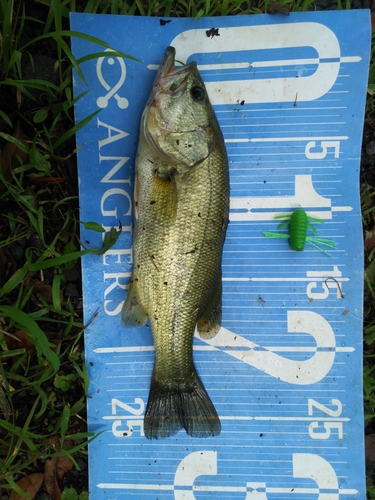 ブラックバスの釣果