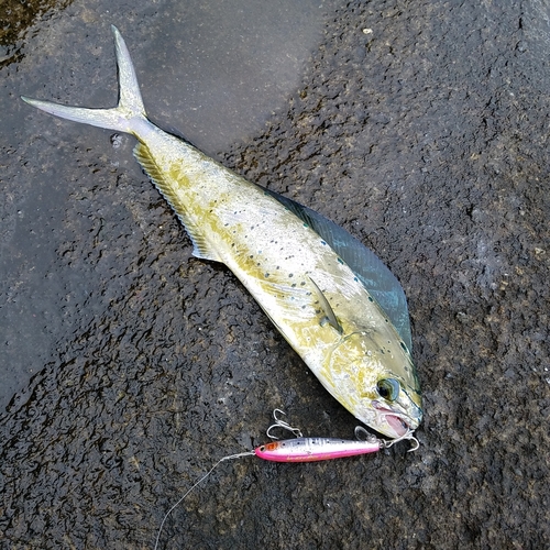 シイラの釣果