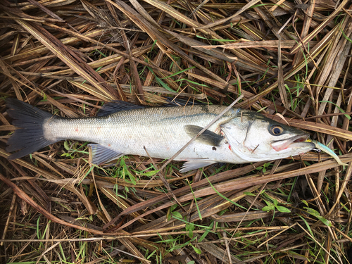 スズキの釣果