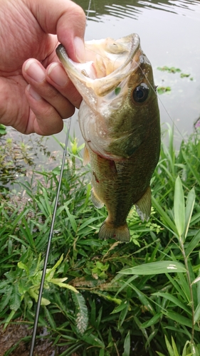 釣果