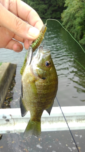 ブルーギルの釣果