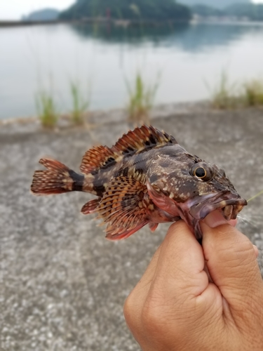 釣果