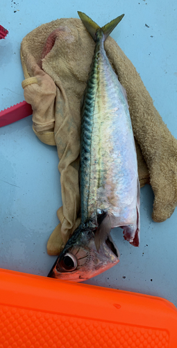 サバの釣果