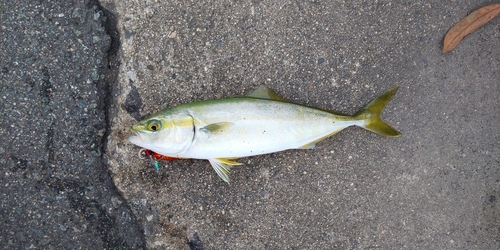 ツバスの釣果