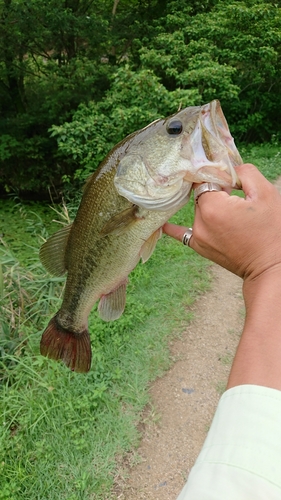 ブラックバスの釣果