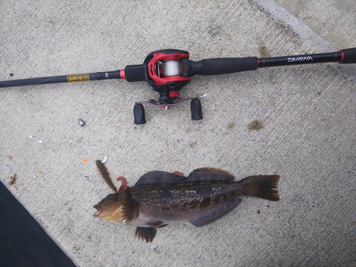 アイナメの釣果