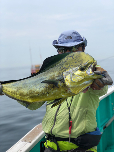 シイラの釣果