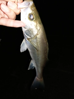 セイゴ（マルスズキ）の釣果