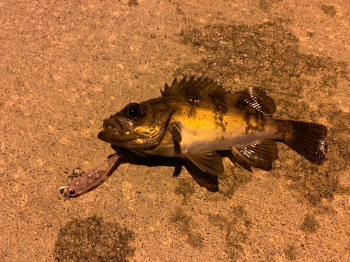 シロメバルの釣果