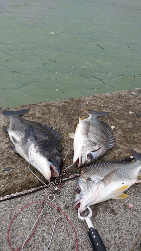 クロダイの釣果