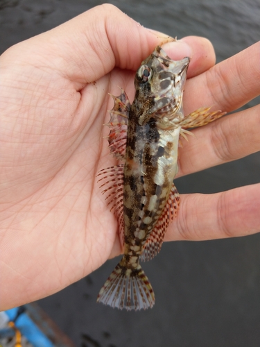 アサヒアナハゼの釣果