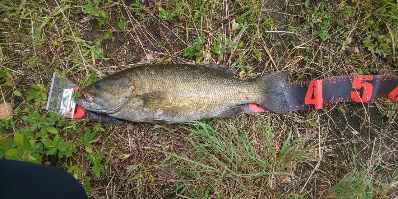 スモールマウスバス