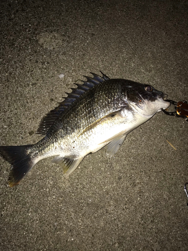 キビレの釣果