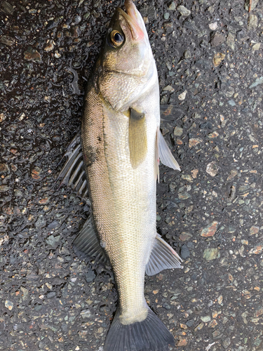 フッコ（マルスズキ）の釣果