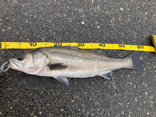 スズキの釣果