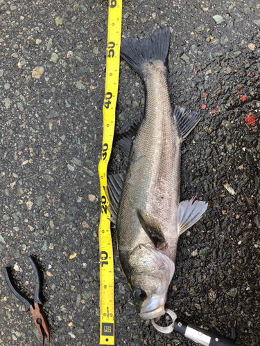 フッコ（マルスズキ）の釣果