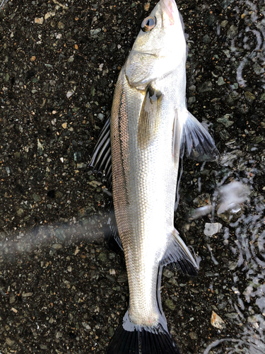 フッコ（マルスズキ）の釣果