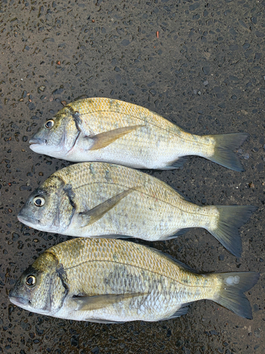 ミナミクロダイの釣果