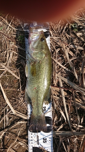 ブラックバスの釣果