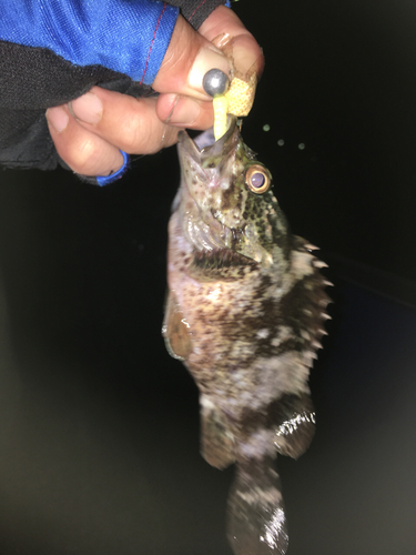 ムラソイの釣果