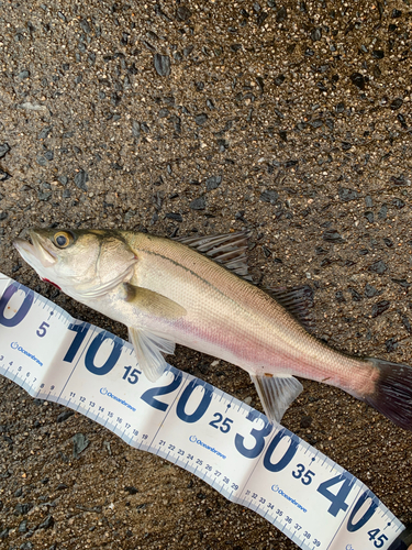 フッコ（マルスズキ）の釣果