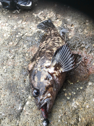 オウゴンムラソイの釣果