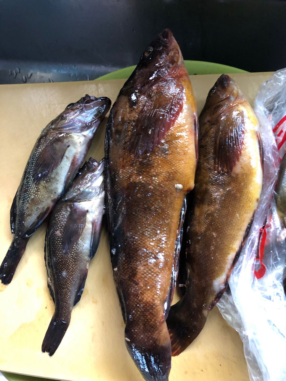 アブラコ