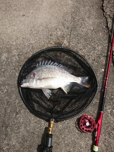 キチヌの釣果