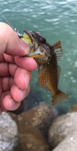 アナハゼの釣果