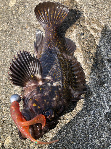 オウゴンムラソイの釣果