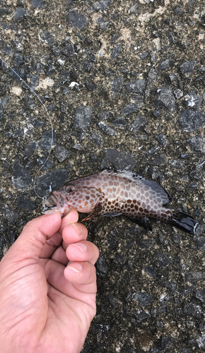 オオモンハタの釣果