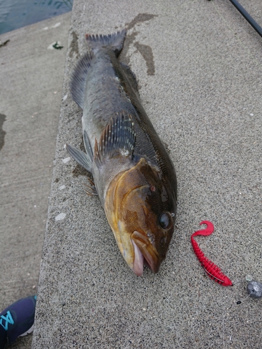 アイナメの釣果