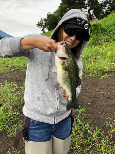 ラージマウスバスの釣果