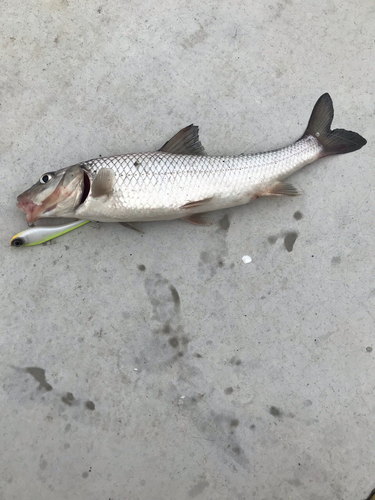 ニゴイの釣果