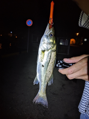 フッコ（マルスズキ）の釣果